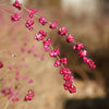 25 CORALBERRY Shrub Flower Pink Indian Currant Symphoricarpos Orbiculatus Seeds