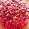 500 MIDNIGHT RED AMARANTHUS Cruentus Amaranth Flower Leaf Vegetable Seeds