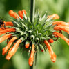 25 KLIP DAGGA (Lions Ear / Lions Tail / Wild Klip Dagga) Leonotis Nepetifolia Flower Seeds