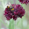 25 Black Garnet BACHELOR'S BUTTON / CORNFLOWER Centaurea Cyanus Flower Seeds