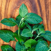 50 INDIAN GINSENG Withania Somnifera Ashwaganda Herb Flower Seeds