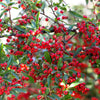 50 RED CHOKEBERRY Aronia Arbutifolia White Flower Fruit Shrub Seeds