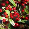 50 RED CHOKEBERRY Aronia Arbutifolia White Flower Fruit Shrub Seeds