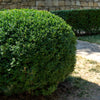 35 EUROPEAN PRIVET HEDGE Common Wild Ligustrum Vulgare Flower Shrub Seeds