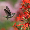 20 ROYAL RED CATCHFLY Hummingbird & Endangered Native Flower Silene Regia Seeds