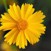 1000 YELLOW SAND COREOPSIS Lanceolata Lanceleaf Tickseed Flower Seeds