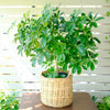 Schefflera (Umbrella Plant)