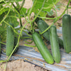 200 MARKETMORE 76 SLICING CUCUMBER Fruit Cucumis Sativus Seeds