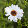 200 White SWAN RIVER DAISY Brachyscome Iberidifolia Flower Seeds