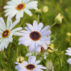 200 White SWAN RIVER DAISY Brachyscome Iberidifolia Flower Seeds