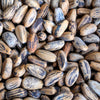 5 Pine Nut ITALIAN STONE PINE Pinus Pinea Umbrella Tree Seeds