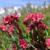 50 MOUNTAIN HOUSELEEK Hens & Chicks Sempervivum Montanum Green Red / Pink Flower Houseplant Seeds