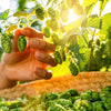 25 COMMON HOPS European Humulus Lupulus Vine Seeds Beer Making Ingredient Seeds