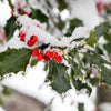 40 ENGLISH HOLLY Ilex Aquifolium aka European Common or Christmas Holly Evergreen Tree Shrub Berry Seeds