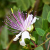 20 CAPER BUSH Edible Capers Flinders Rose Flower Capparis Spinosa Shrub Seeds