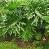 15 Lacy TREE PHILODENDRON Split Leaf Cut-leaf Selloum House Plant Seeds