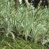 1000 Variegated RIBBON GRASS Reed Canary Phalaris Arundinacea Pink Flower Seeds
