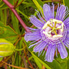 Purple Passion Flower Passion Fruit Granadilla Passiflora Incarnata Vine Seeds – photo 8