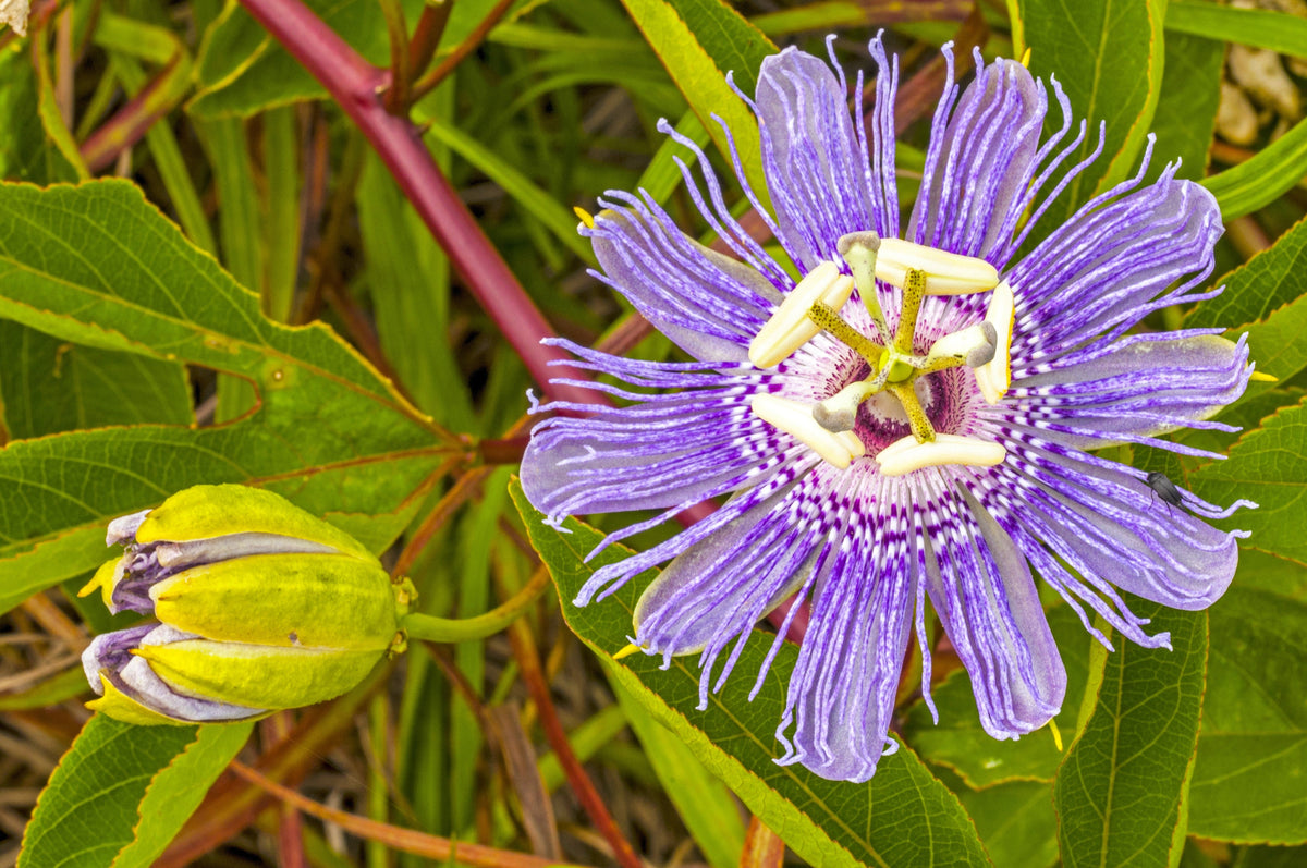 Purple Passion Flower Passion Fruit Granadilla Passiflora Incarnata Vine Seeds – photo 8