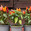 25 BOLIVIAN RAINBOW PEPPER Multi Colored Chili Capsicum Annuum Vegetable Seeds
