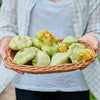 20 Green Tint BUSH SCALLOP SQUASH (Patty Pan / Paty Pan / Squanter Squash) Summer Cucurbita Pepo Vegetable Seeds