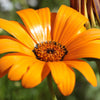 1000 MIXED AFRICAN DAISY ( Cape Marigold / Sun Marigold ) Dimorphotheca Sinuata Flower Seeds
