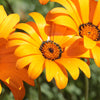 1000 MIXED AFRICAN DAISY ( Cape Marigold / Sun Marigold ) Dimorphotheca Sinuata Flower Seeds
