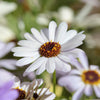 200 White SWAN RIVER DAISY Brachyscome Iberidifolia Flower Seeds