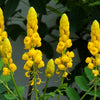 35 CANDLE BUSH Cassia Alata Senna Emperor's Candletree Empress Candlebush Candelabra Golden Ringworm Shrub Yellow Orange Flower Seeds