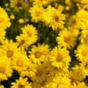 50 Mixed Colors INDIAN CHRYSANTHEMUM Indicum Hardy Mum Double Red Yellow Pink Orange Purple Bicolor Flower Seeds