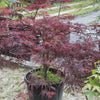 10 INABA SHIDARE MAPLE Weeping Red Laceleaf Japanese Acer Palmatum Dissectum Tree Seeds