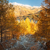25 EUROPEAN LARCH TREE Pine Pinetree Evergreen Larix Decidua Seeds
