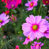300 GLORIA COSMOS Bipinnatus 2-Tone Pink Fast Growing Flower Seeds