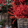 50 WINTERBERRY Holly Ilex Verticillata - Candian Holly  / Fever Bush / Black Alder Tree Shrub Red Berry White Flower Seeds