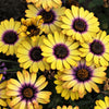 1000 MIXED AFRICAN DAISY ( Cape Marigold / Sun Marigold ) Dimorphotheca Sinuata Flower Seeds