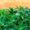 300 FENUGREEK Trigonella Foenum Graecum Herb Flower Seeds