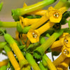 250 TREE TOBACCO Nicotiana Glauca Yellow Trumpet Flower Herb Shrub Seeds