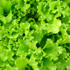 3000 Black Seeded Simpson LEAF LETTUCE Lactuca Sativa Vegetable Seeds