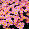 50 Mixed Colors INDIAN CHRYSANTHEMUM Indicum Hardy Mum Double Red Yellow Pink Orange Purple Bicolor Flower Seeds