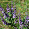 200 PENNYROYAL Mint Mentha Pulegium Herb Purple Flower Seeds