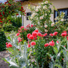 Giant Double Red Peony Poppy Seeds – Papaver Peoniflorum Flower – photo 10