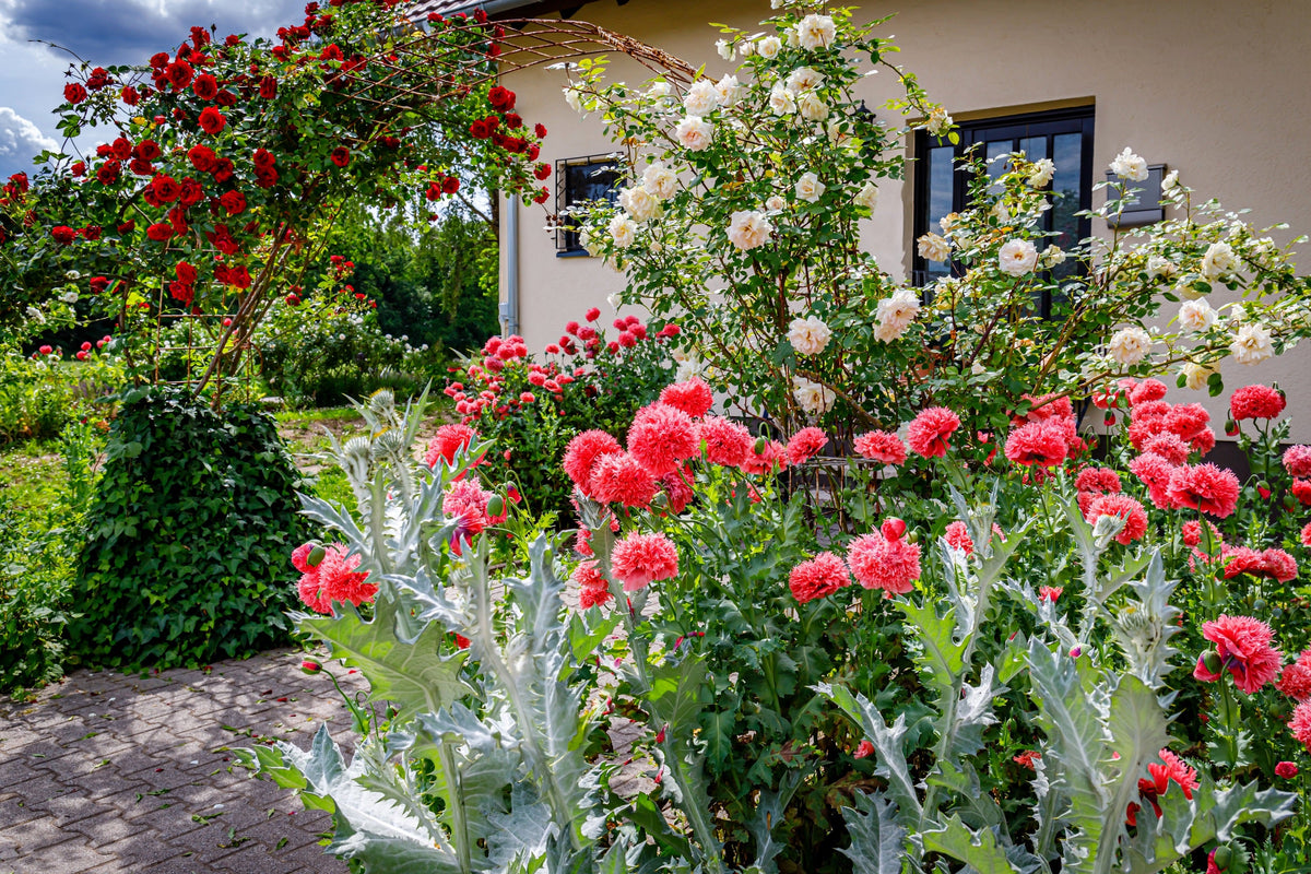 Giant Double Red Peony Poppy Seeds – Papaver Peoniflorum Flower – photo 10