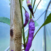 50 PURPLE CAYENNE PEPPER Hot Capsicum Annuum Vegetable Seeds