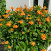 10 ORANGE MARMALADE CROSSANDRA Infundibuliformis Firecracker Flower Houseplant Seeds