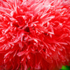 Red Oase Peony Poppy Seeds – Papaver Peoniflorum Double Flower – photo 7