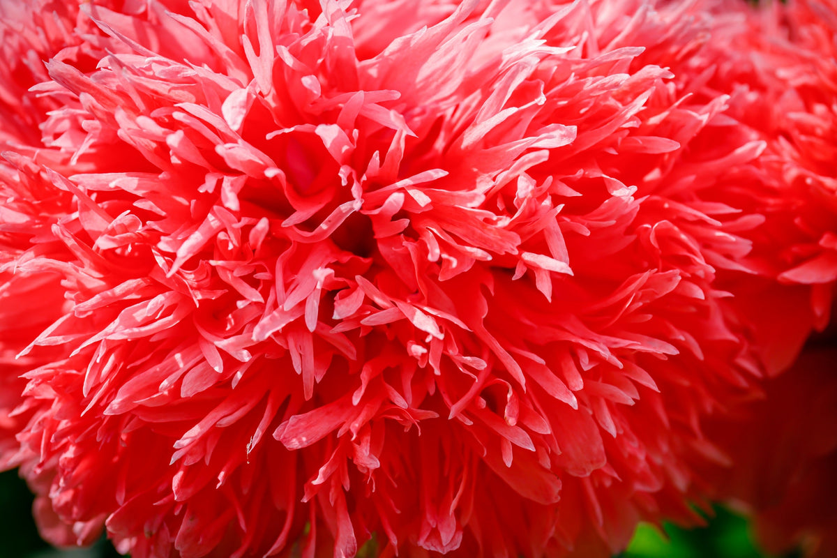 Red Oase Peony Poppy Seeds – Papaver Peoniflorum Double Flower – photo 7