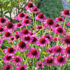 1000 PURPLE CONEFLOWER Echinacea Purpurea Heirloom Flower Herb Seeds