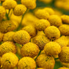 100 YELLOW TANSY Double Golden Buttons Fern Leaf Tanacetum Vulgare Flower Seeds