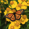 2000 AUTUMN SNEEZEWEED (Dogtooth Daisy / Helens Flower / Bittersweet) Helenium Autumnale Flower Seeds