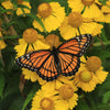Helenium ' Autumn Leaves ' Mix Helenium Autumnale Sneezeweed Mixed Colors Flower Seeds – photo 9
